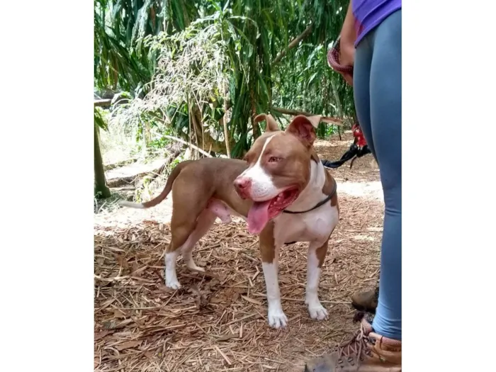 Cachorro ra a Pit-Bull idade 5 anos nome Bukkowisk