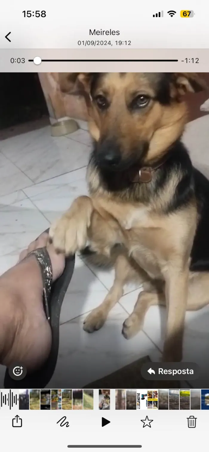 Cachorro ra a SRD-ViraLata idade 2 anos nome Sheik 