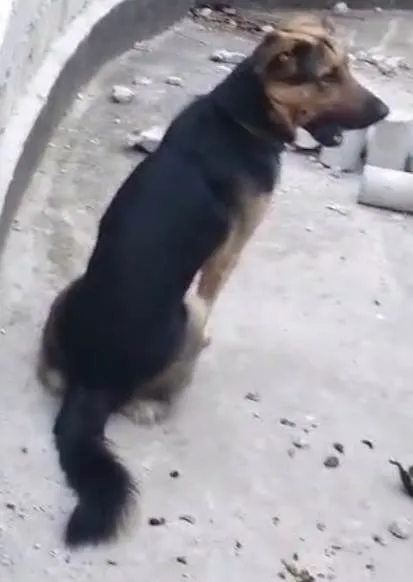 Cachorro ra a SRD-ViraLata idade 2 anos nome Sheik 