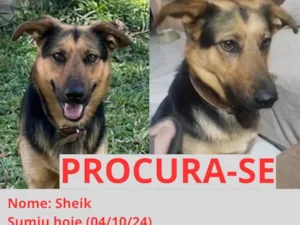 Cachorro raça SRD-ViraLata idade 2 anos nome Sheik 