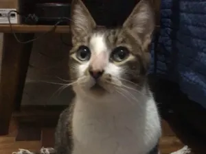 Gato raça SRD-ViraLata idade 7 a 11 meses nome Kawaii 