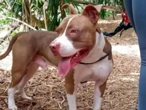 Cachorro raça Pit-Bull idade 5 anos nome Bukkowisk