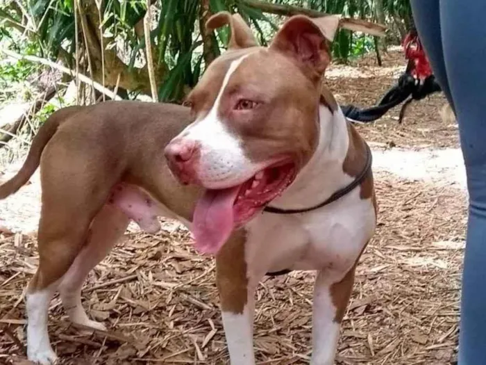 Cachorro ra a Pit-Bull idade 5 anos nome Bukkowisk