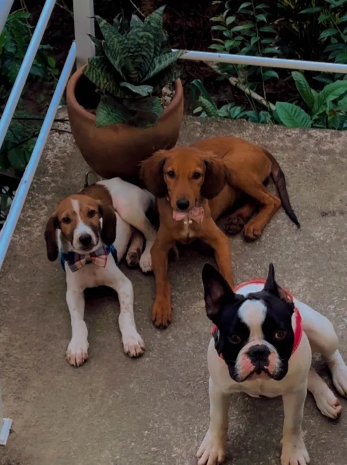 Cachorro ra a Bulldog idade 1 ano nome Veio de doação 