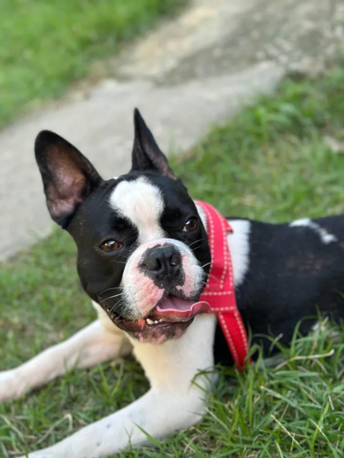 Cachorro ra a Bulldog idade 1 ano nome Veio de doação 