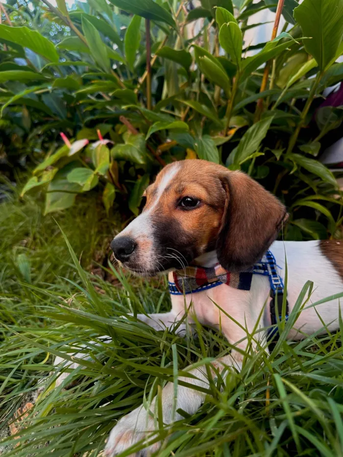 Cachorro ra a Bulldog idade 1 ano nome Veio de doação 