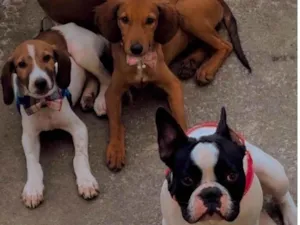 Cachorro raça Bulldog idade 1 ano nome Veio de doação 