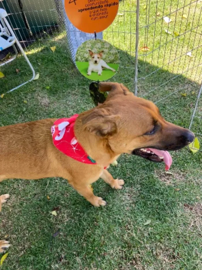 Cachorro ra a SRD-ViraLata idade 1 ano nome Dengo