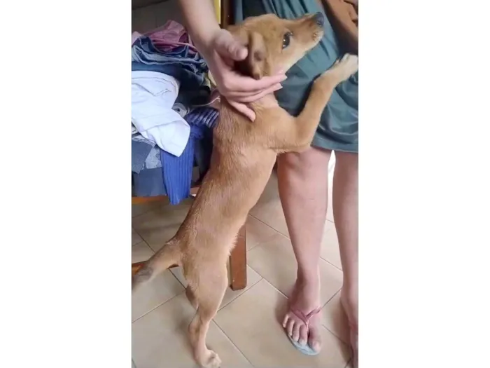 Cachorro ra a SRD-ViraLata idade 2 a 6 meses nome Marie Curie