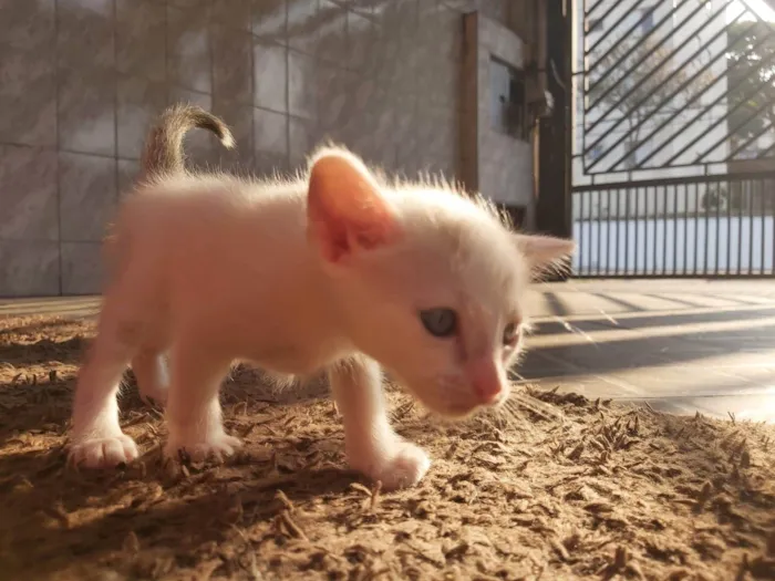 Gato ra a SRD-ViraLata idade Abaixo de 2 meses nome Sushi 