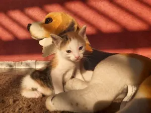 Gato raça SRD-ViraLata idade Abaixo de 2 meses nome Maya 