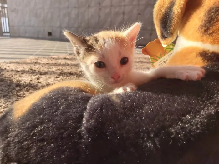 Gato ra a SRD-ViraLata idade Abaixo de 2 meses nome Maya 