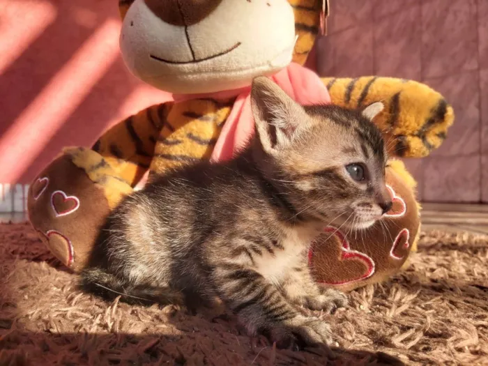 Gato ra a SRD-ViraLata idade Abaixo de 2 meses nome Flora