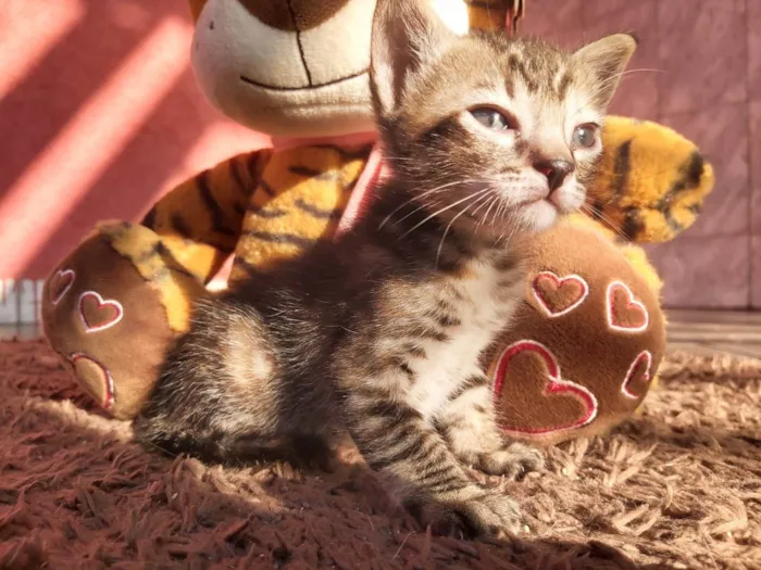 Gato ra a SRD-ViraLata idade Abaixo de 2 meses nome Flora