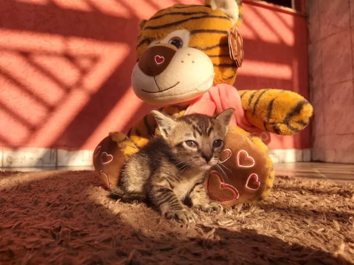 Gato ra a SRD-ViraLata idade Abaixo de 2 meses nome Flora