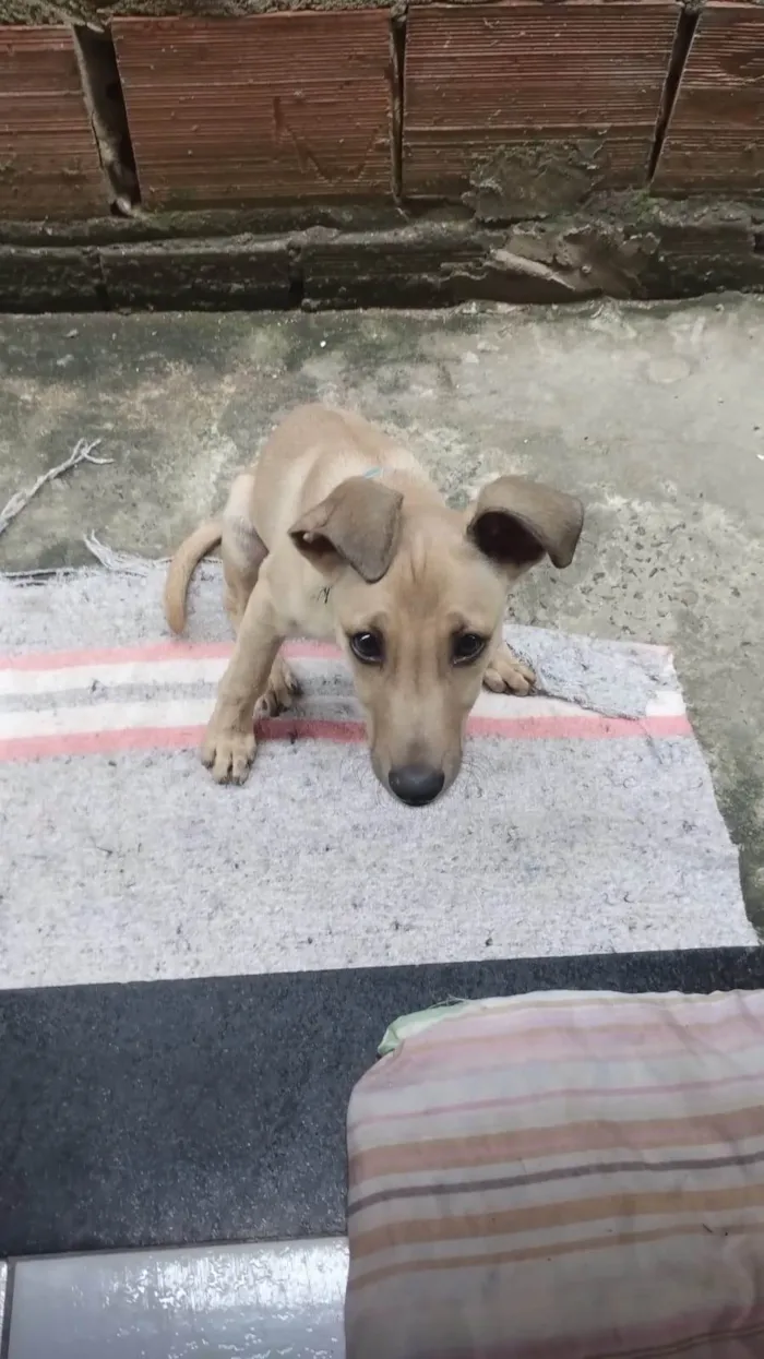 Cachorro ra a SRD-ViraLata idade 2 a 6 meses nome Costelinha