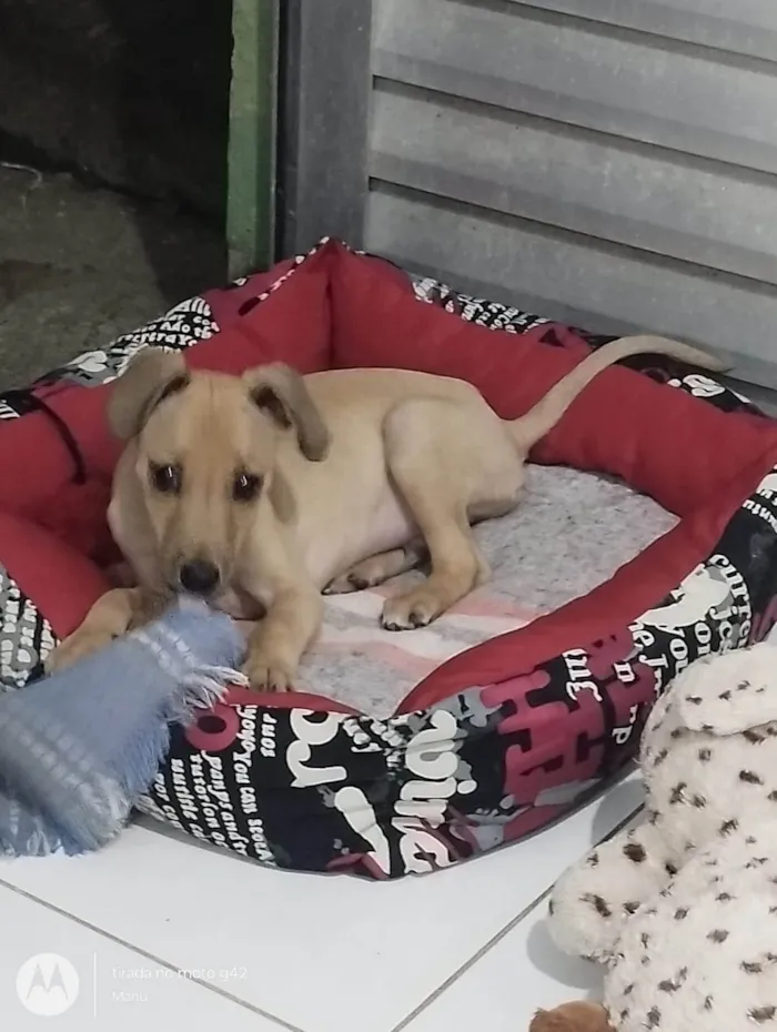 Cachorro ra a SRD-ViraLata idade 2 a 6 meses nome Costelinha