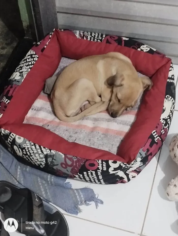 Cachorro ra a SRD-ViraLata idade 2 a 6 meses nome Costelinha