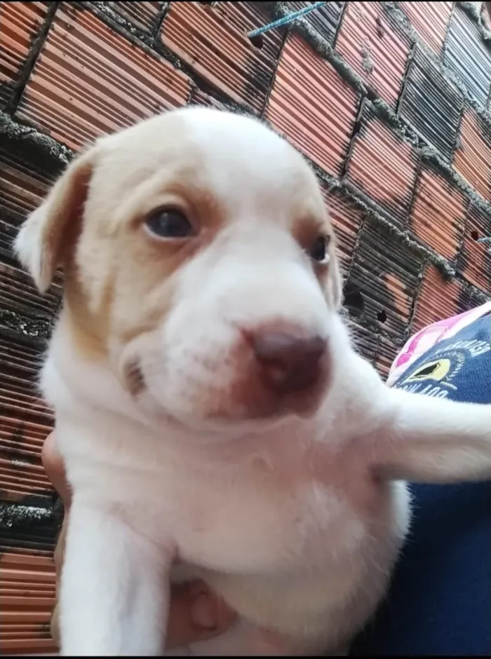 Cachorro ra a Mãe dos filhotes é pé duro o pai dos filhotes e labrador idade Abaixo de 2 meses nome Os Filhos não tem nomes