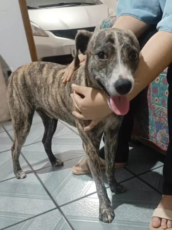 Cachorro ra a SRD-ViraLata idade 1 ano nome Totó 