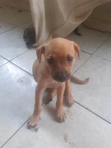 Cachorro ra a SRD-ViraLata idade 2 a 6 meses nome Fêmeas filhotes 