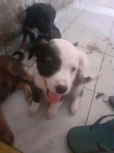 Cachorro ra a SRD-ViraLata idade 2 a 6 meses nome Machos 