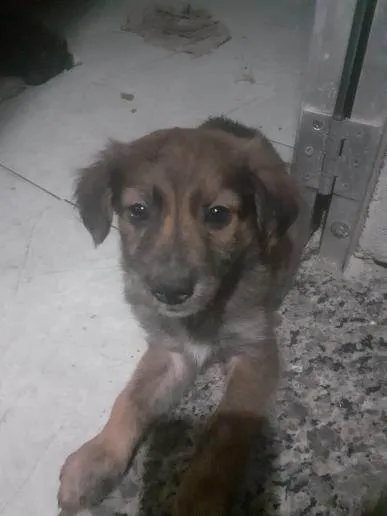 Cachorro ra a SRD-ViraLata idade 2 a 6 meses nome Machos 