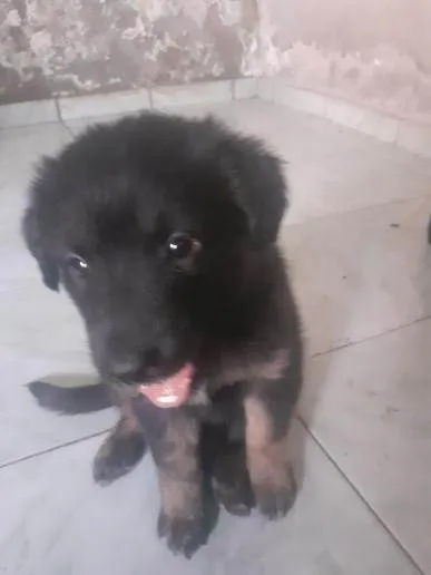 Cachorro ra a SRD-ViraLata idade 2 a 6 meses nome Machos 