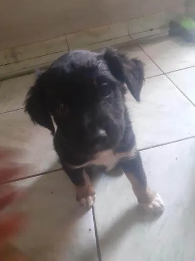 Cachorro ra a SRD-ViraLata idade 2 a 6 meses nome Machos 