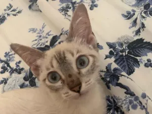 Gato raça SRD-ViraLata idade Abaixo de 2 meses nome Esther