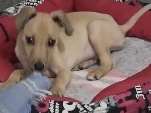 Cachorro raça SRD-ViraLata idade 2 a 6 meses nome Costelinha