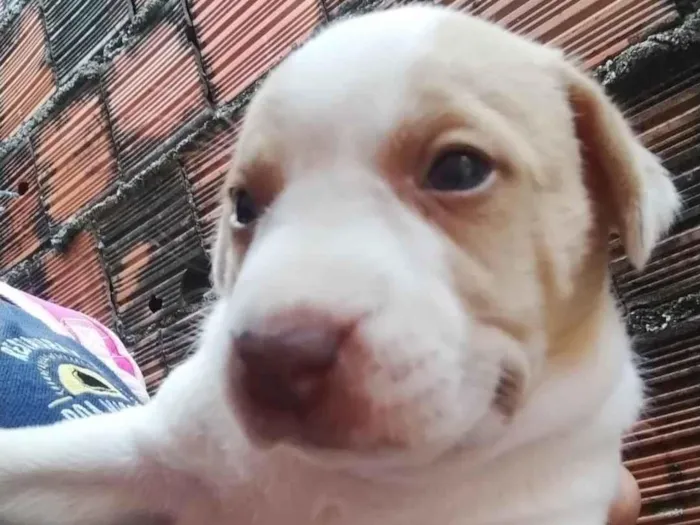 Cachorro ra a Mãe dos filhotes é pé duro o pai dos filhotes e labrador idade Abaixo de 2 meses nome Os Filhos não tem nomes