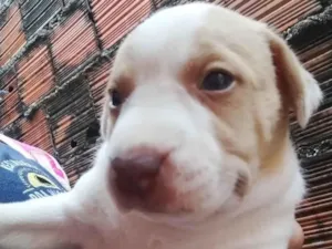 Cachorro raça Mãe dos filhotes é pé duro o pai dos filhotes e labrador idade Abaixo de 2 meses nome Os Filhos não tem nomes