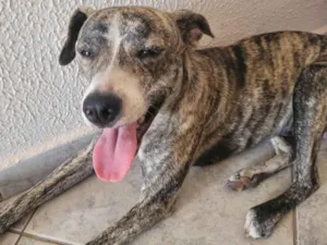 Cachorro raça SRD-ViraLata idade 1 ano nome Totó 