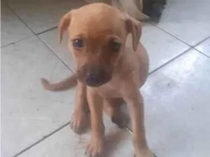 Cachorro raça SRD-ViraLata idade 2 a 6 meses nome Fêmeas filhotes 