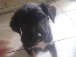 Cachorro raça SRD-ViraLata idade 2 a 6 meses nome Machos 