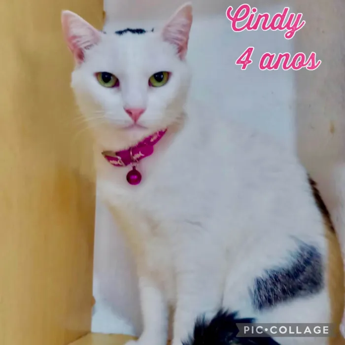 Gato ra a SRD-ViraLata idade 4 anos nome Cindy