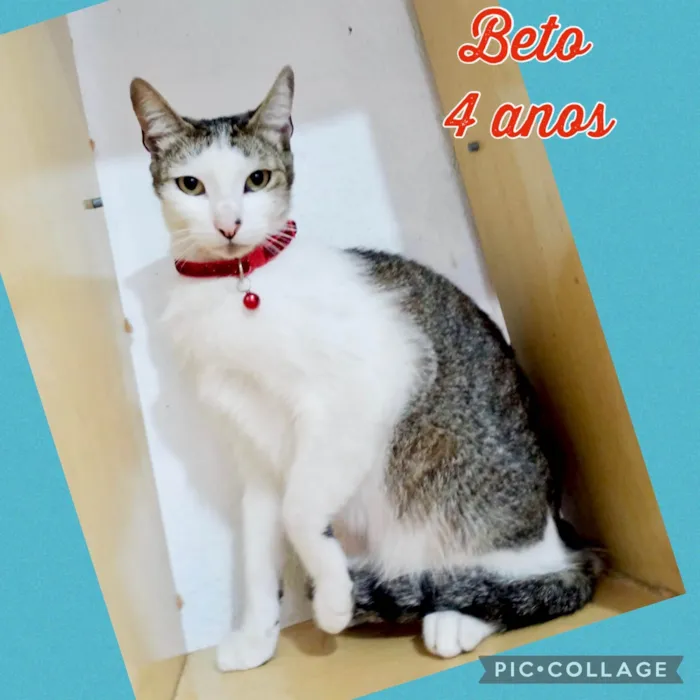 Gato ra a SRD-ViraLata idade 4 anos nome Beto