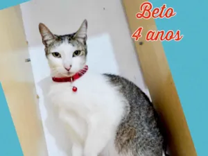 Gato raça SRD-ViraLata idade 4 anos nome Beto