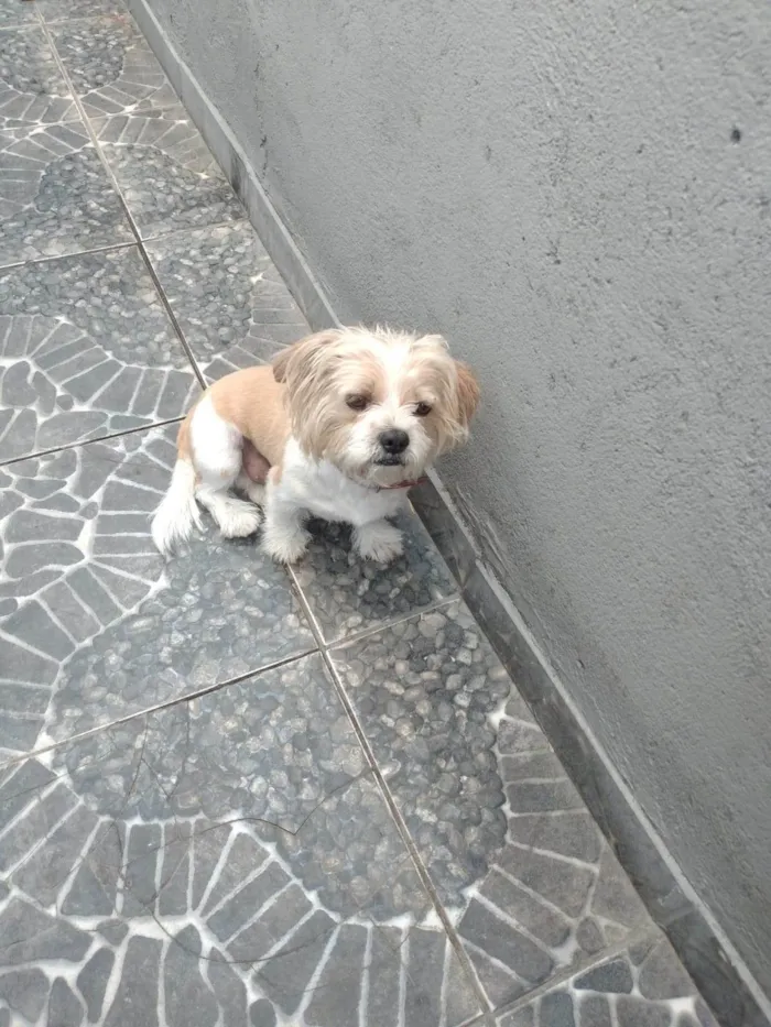 Cachorro ra a Shitzu idade 4 anos nome Tody