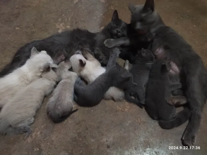 Gato ra a SRD-ViraLata idade Abaixo de 2 meses nome Filhotes