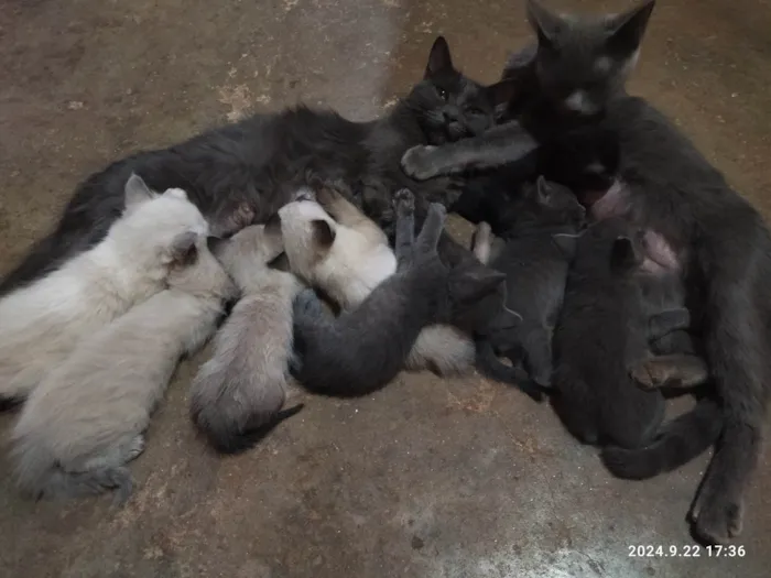 Gato ra a SRD-ViraLata idade Abaixo de 2 meses nome Filhotes