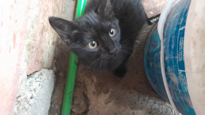 Gato ra a SRD-ViraLata idade 2 a 6 meses nome Sem nome