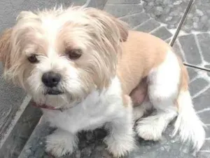 Cachorro raça Shitzu idade 4 anos nome Tody