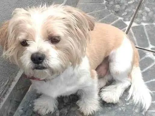 Cachorro ra a Shitzu idade 4 anos nome Tody