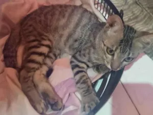 Gato raça SRD-ViraLata idade 2 a 6 meses nome Choope