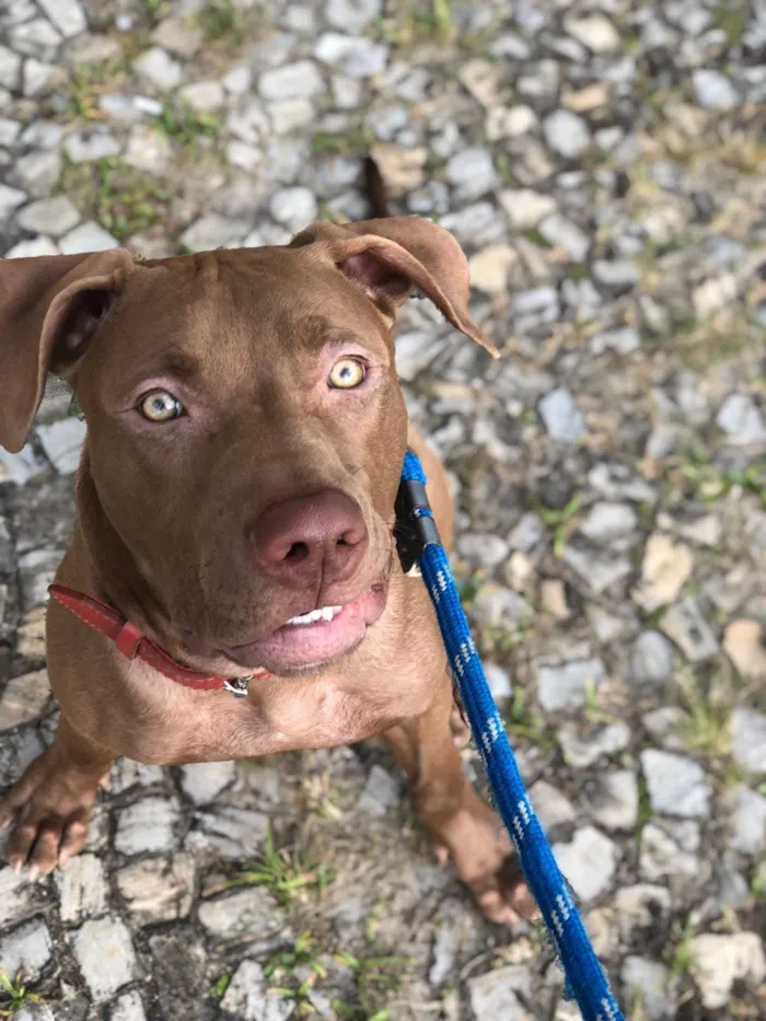 Cachorro ra a Pit-Bull idade 3 anos nome Flecha