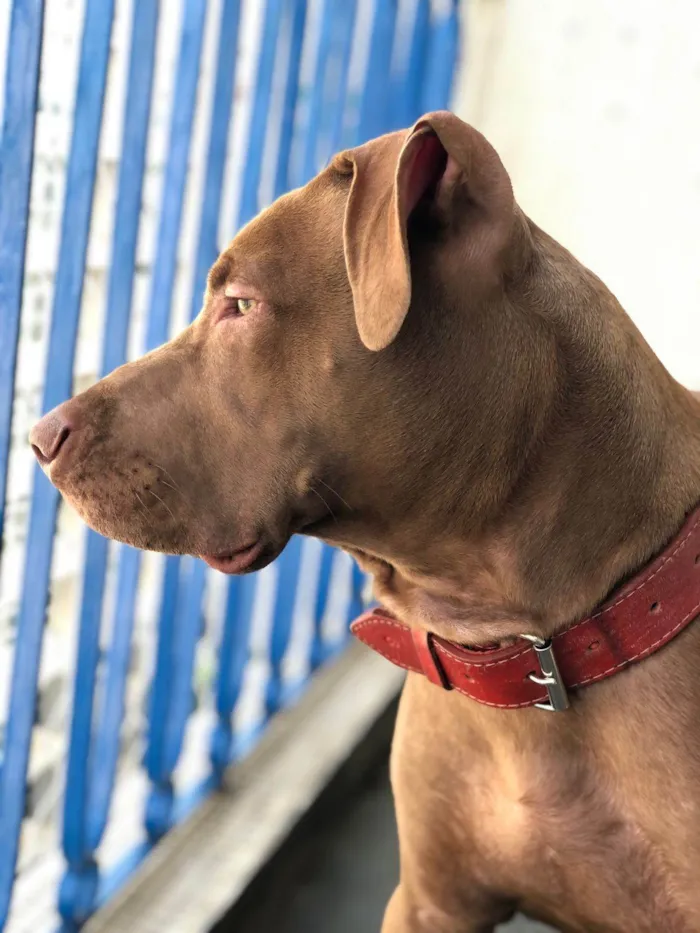 Cachorro ra a Pit-Bull idade 3 anos nome Flecha