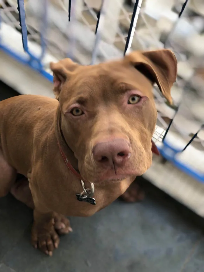 Cachorro ra a Pit-Bull idade 3 anos nome Flecha