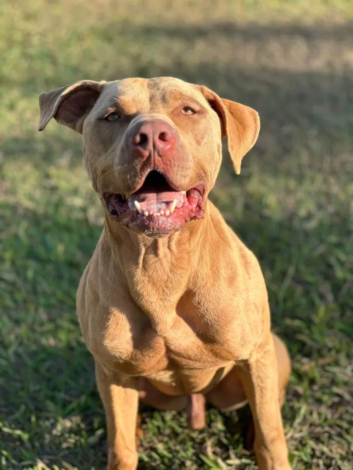 Cachorro ra a Pit-Bull idade 3 anos nome Flecha